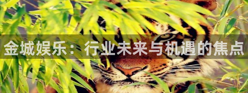 沐鸣平台登录：金城娱乐：行业未来与机遇的焦点